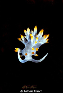 Flabellina babai by Antonio Franco 